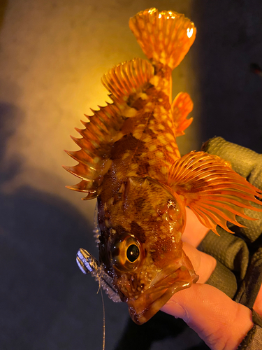 カサゴの釣果