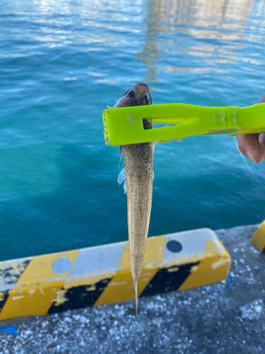 エソの釣果