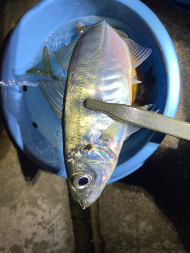 マアジの釣果