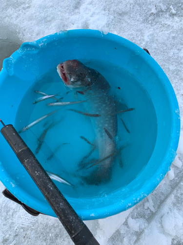 アメマスの釣果