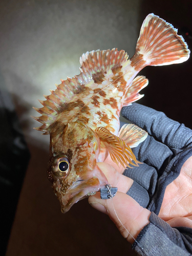 カサゴの釣果