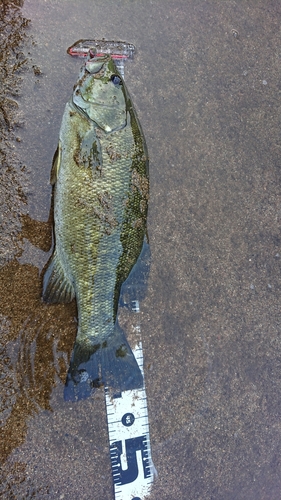 スモールマウスバスの釣果