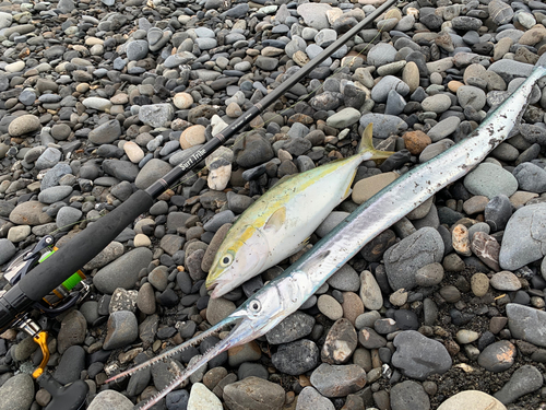 イナダの釣果