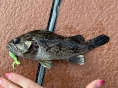 クロソイの釣果