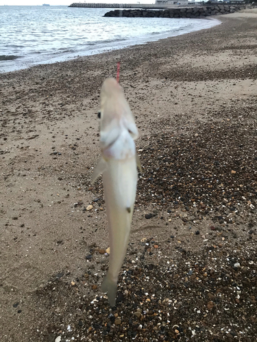 キスの釣果