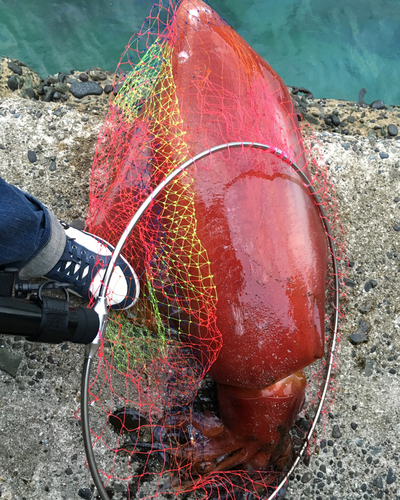 イカの釣果