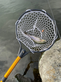 ニジマスの釣果