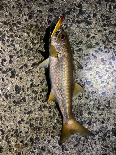 クロムツの釣果