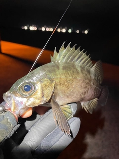 クロメバルの釣果