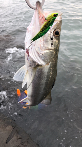 スズキの釣果