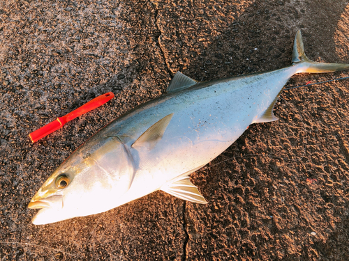 メジロの釣果