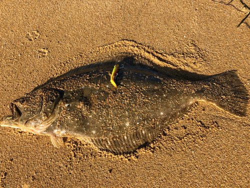 ヒラメの釣果