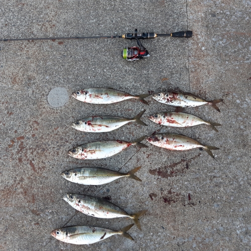 アジの釣果