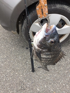 チヌの釣果