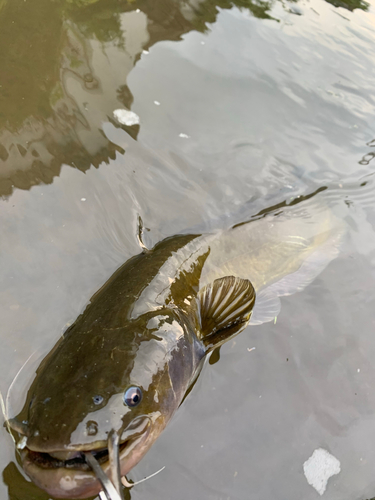 ナマズの釣果