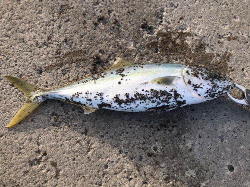 イナダの釣果