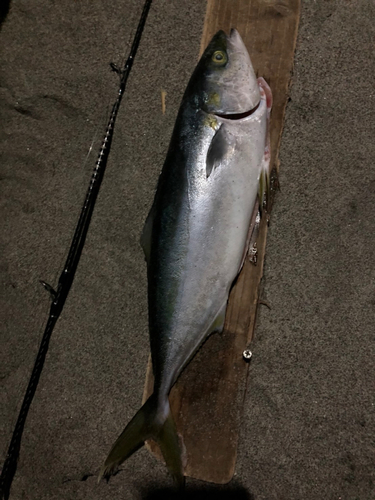 ワラサの釣果