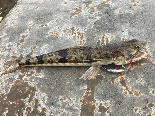 エソの釣果