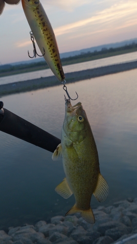 スモールマウスバスの釣果