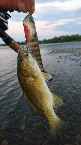 スモールマウスバスの釣果