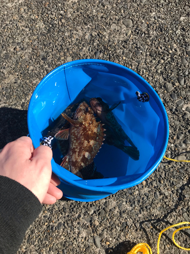 カサゴの釣果