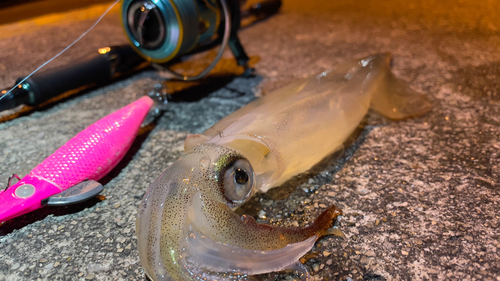 ヤリイカの釣果