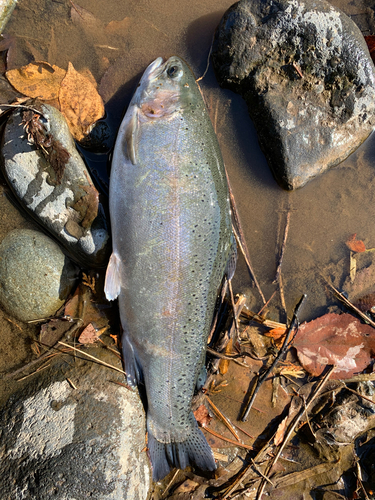 ニジマスの釣果