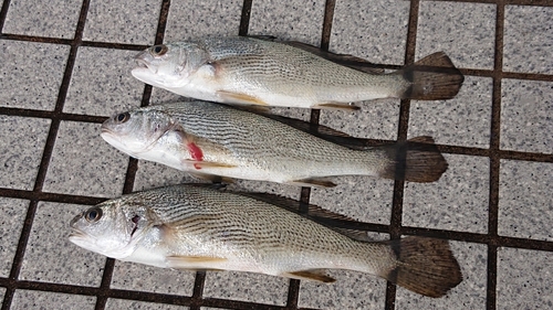 イシモチの釣果