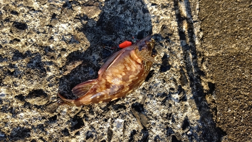 アラカブの釣果