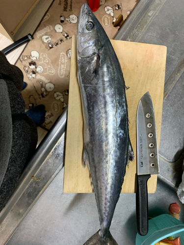 サゴシの釣果