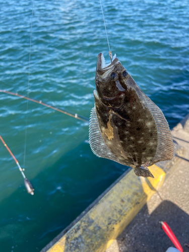 ヒラメの釣果