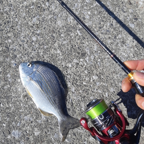 ヘダイの釣果