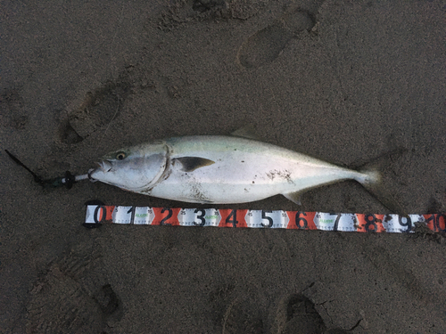 ブリの釣果