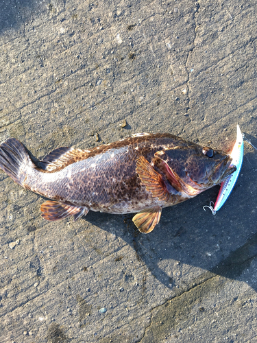 タケノコメバルの釣果