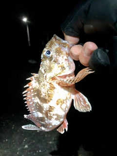 カサゴの釣果