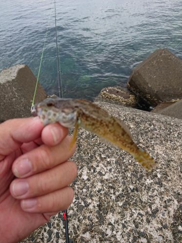 アナハゼの釣果