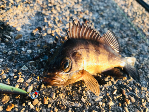 メバルの釣果