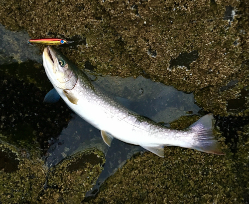 アメマスの釣果