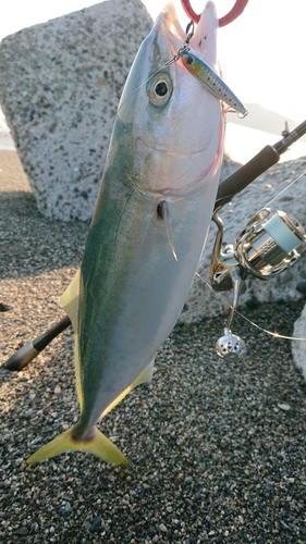 ハマチの釣果