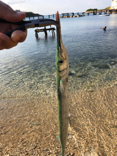 ダツの釣果