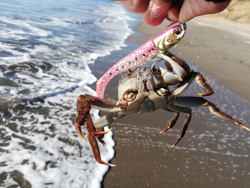 カニの釣果