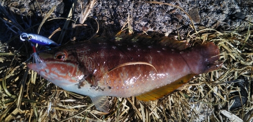 ベラの釣果