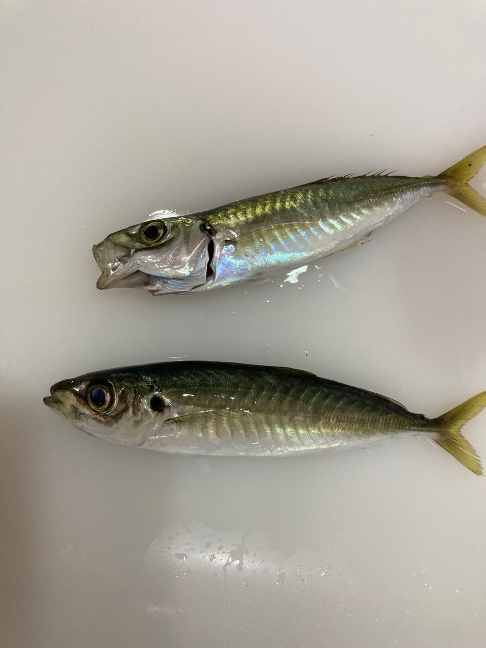 アジ