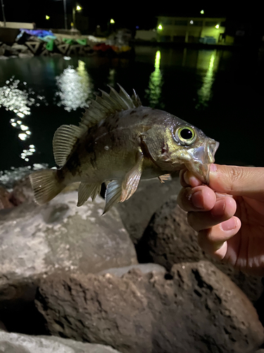 メバルの釣果