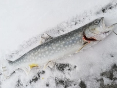 アメマスの釣果