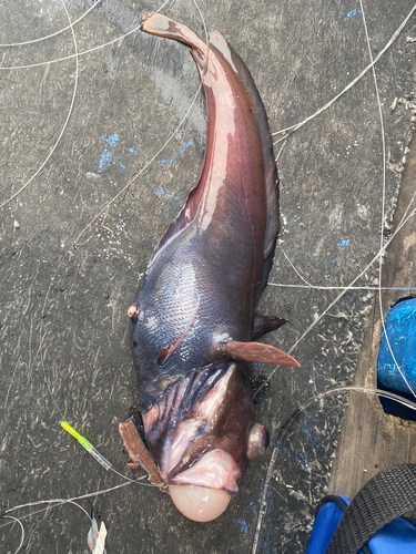 ドンコの釣果