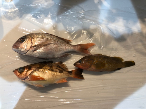 ウスメバルの釣果