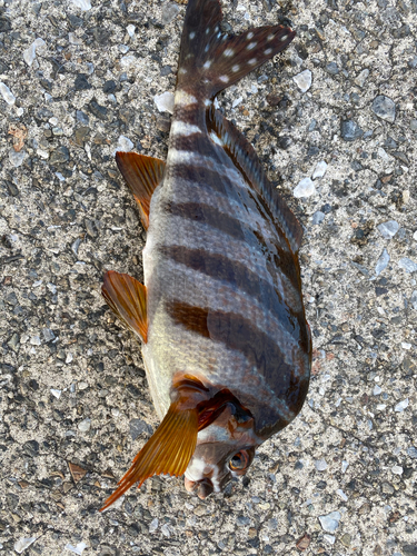 タカノハダイの釣果