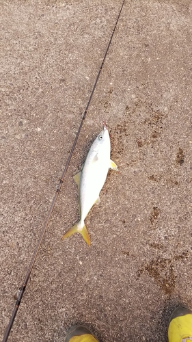 イナダの釣果