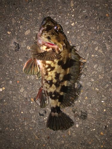 タケノコメバルの釣果